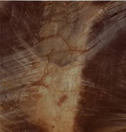 Fascia